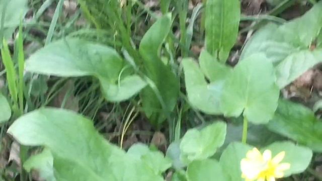 Как Живётся В Крыму, Идея Чем Замульчировать Розы. смотреть онлайн