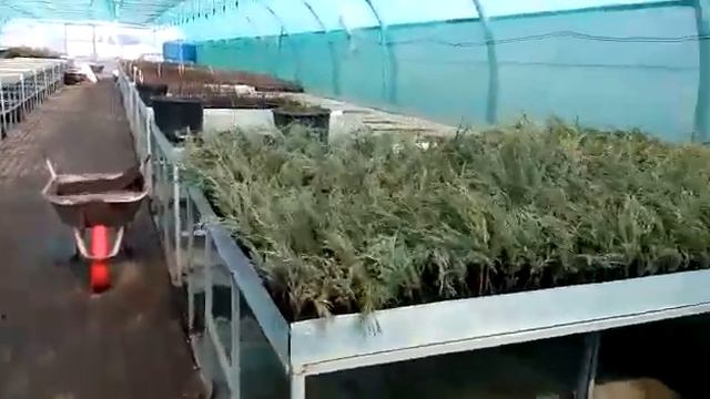 #Черенкование Большая Теплица Череночник Обзор