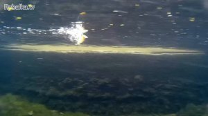 Воблер DEPS BUZZJET JR. Подводная съемка. Underwater