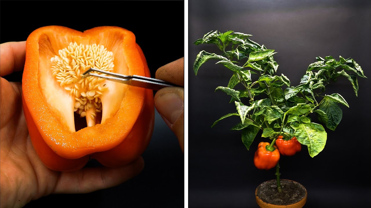 Выращивание красного сладкого перца, от семян до плодов за 115 дней  - создано Boxlapse