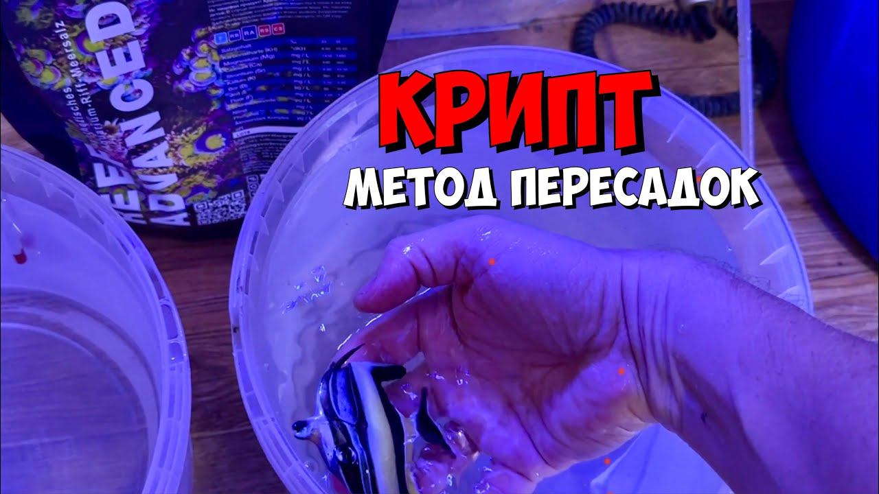 Лечение крипта пересадками | Морская аквариумистика