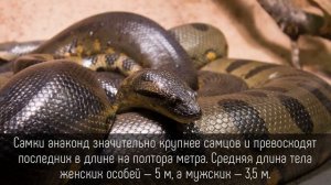 ⭐️ 5 УСТРАШАЮЩИХ фактов об АНАКОНДАХ