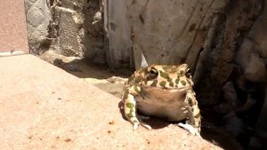 Зелёная жаба