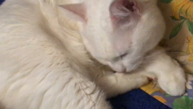 Кошка лижется от начала до конца. смотреть онлайн