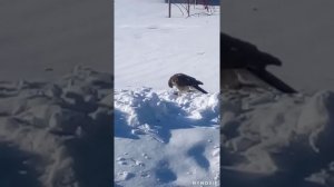 Редкие кадры охоты ястреба на воробьев в деревне !