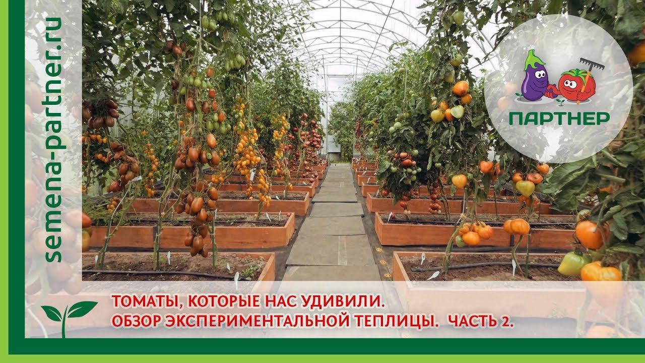 ТОМАТЫ, КОТОРЫЕ НАС УДИВИЛИ. ОБЗОР ЭКСПЕРИМЕНТАЛЬНОЙ ТЕПЛИЦЫ. ЧАСТЬ 2.