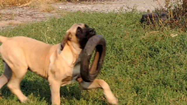 Английский мастиф  4