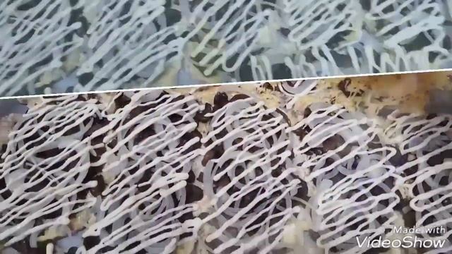 Отбивная с грибами и сыром смотреть онлайн