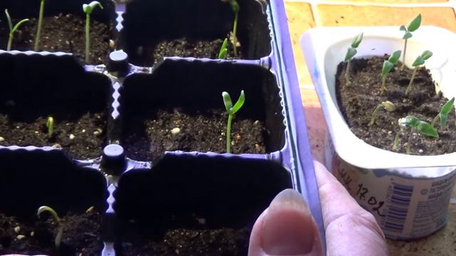 Малышам перчикам нужна наша помощь ! смотреть онлайн