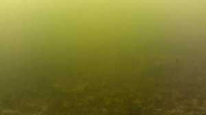 Раттлин Pontoon21 Bet A VIB 48  и копия Мибару , из подольда