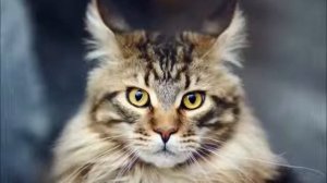 Мейн Кун - большая домашняя кошка-рысь