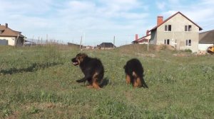 ЩЕНКИ Длинношерстной Немецкой Овчарки от Юты и Дакара 2.5 мес. Одесса.