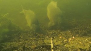 Карпфишинг под водой| подводная съемка карпа весной