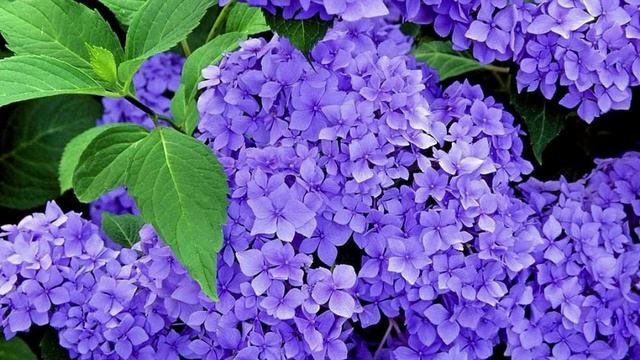 Роберт Рождественский - Знаешь. Читает Владислав Витковский смотреть онлайн