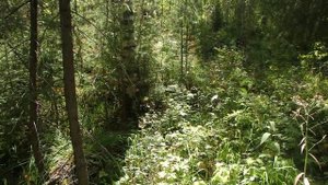 Ориентирование в тайге. Сочетание разных способов 4