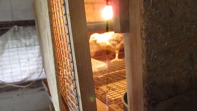 Прикорм цыплят мягкими кормами .мешенкой .В каком возрасте и количество корма.