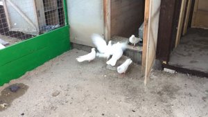 Голуби Артура Давидяна г Пятигорск.