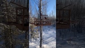 Пение белопоясого (белокрылого) клеста. Февраль 2022г.