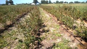 Уход за голубикой осенью . Диверсия !