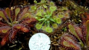 Drosera rotundifolia ~ Sundews, Carnivorous Plants