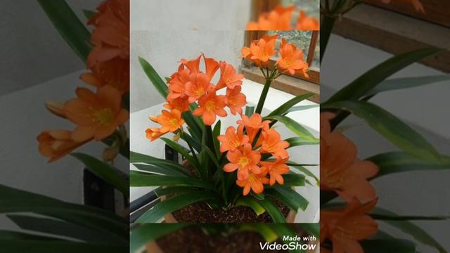 Clivia miniata (سبحان لله)