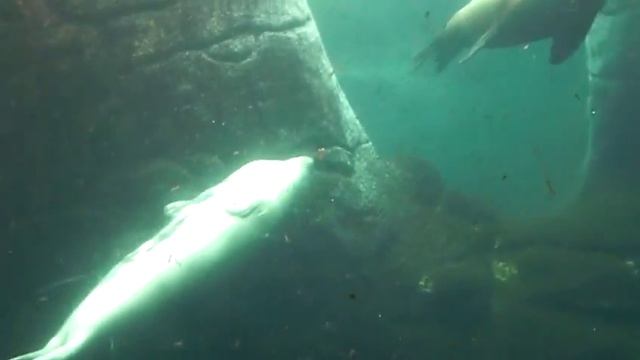 Морские котики и тюлени смотреть онлайн