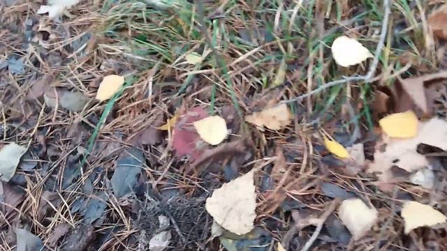 Осенние сыроежки . смотреть онлайн