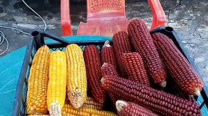 Фиолетово-синяя кукуруза