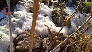 ОБРЕЗКА МЕТЕЛЬЧАТОЙ ГОРТЕНЗИИ В СИБИРИ ВЕСНОЙ.