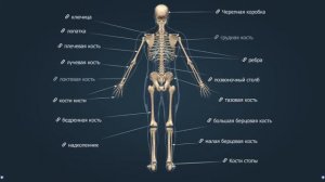 Скелет человека | Анатомия человека | Биология
