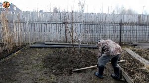 Правильная обработка приствольного круга. Подкормка яблони.