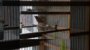 Канарейки кормят птенцов