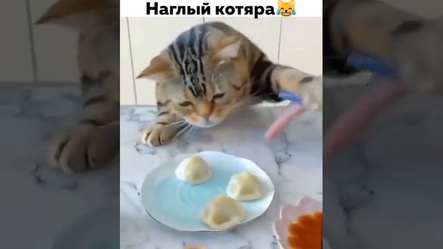 наглый кот