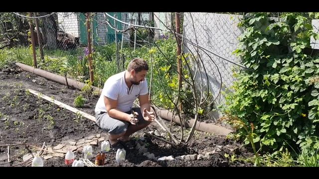 Инжир черенкование весной, как укоренить веточки инжира смотреть онлайн