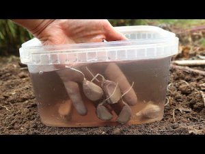 Без этого я стабильно теряла в урожае клубники, лука, чеснока, картофеля. Фунгицид максим осенью.