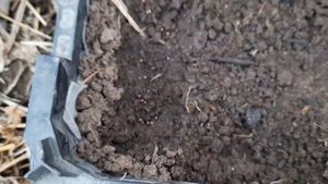 Взошла поздняя капуста , сею июньскую.