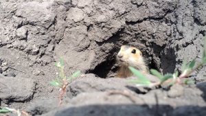 Суслик (Gopher)