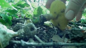 Грибы юга Приморского края. 30 сентября.