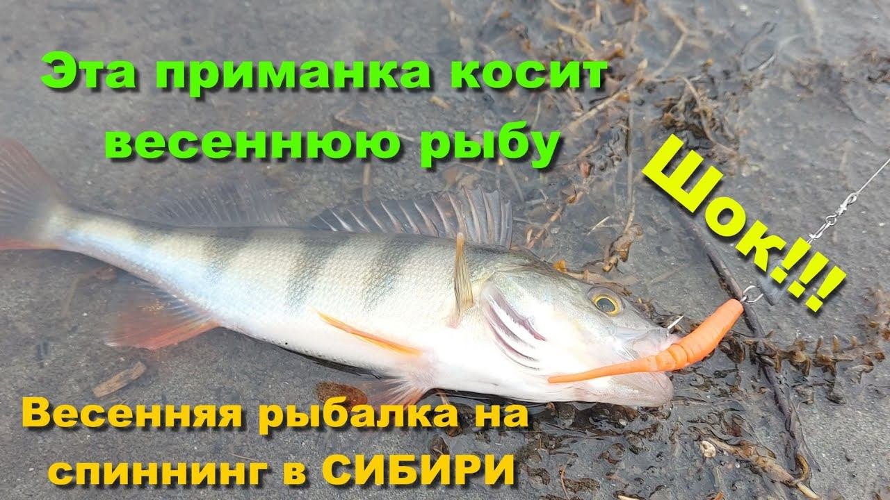 Шок!!! Эта приманка косит весеннюю рыбу. Весенняя рыбалка на спиннинг в СИБИРИ. Рыбалка 2021