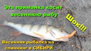 Шок!!! Эта приманка косит весеннюю рыбу. Весенняя рыбалка на спиннинг в СИБИРИ. Рыбалка 2021
