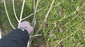 КОРЯГИ СВОИМИ РУКАМИ ДЛЯ ТЕРРАРИУМА