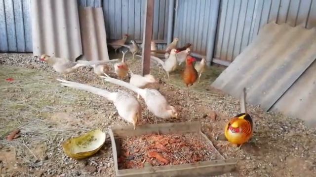 Фазаны, золотые, лимонные, серебряные, алмазные, куры Ко Шамо,феникс, голландский белохохлые