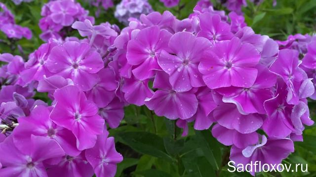 Флокс Кокетка селекции В.Г. Борисовой смотреть онлайн