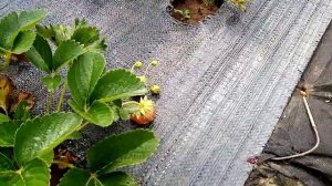 клубника. Магнус и Мальвина,сорта позднего срока созревания