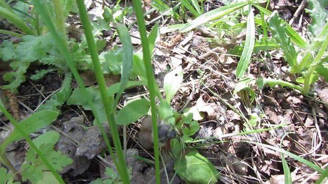 Майский жук рогатый*Байки грибника* смотреть онлайн