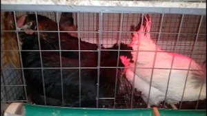 Куры в подвале гаража несут яйца