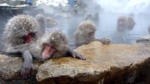 Японские макаки зимой