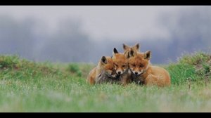 Природа России)