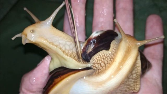 ГИГАНТСКИЕ УЛИТКИ АХАТИНЫ БАЛДЕЮТ ОТ ВОДНЫХ ПРОЦЕДУР смотреть онлайн