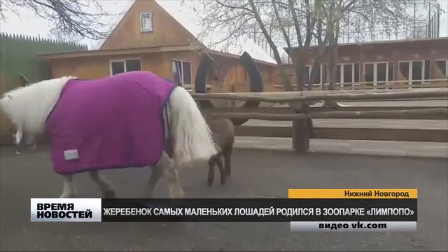 ПОПОЛНЕНИЕ В ЗООПАРКЕ смотреть онлайн
